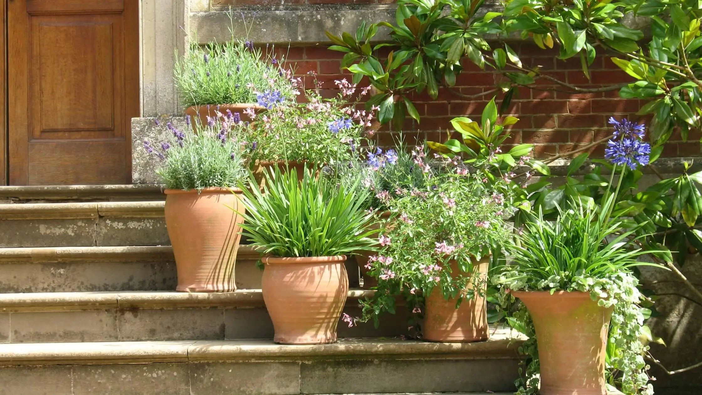 Why Terracotta Plant Pots Are Better for Many Indoor Plants