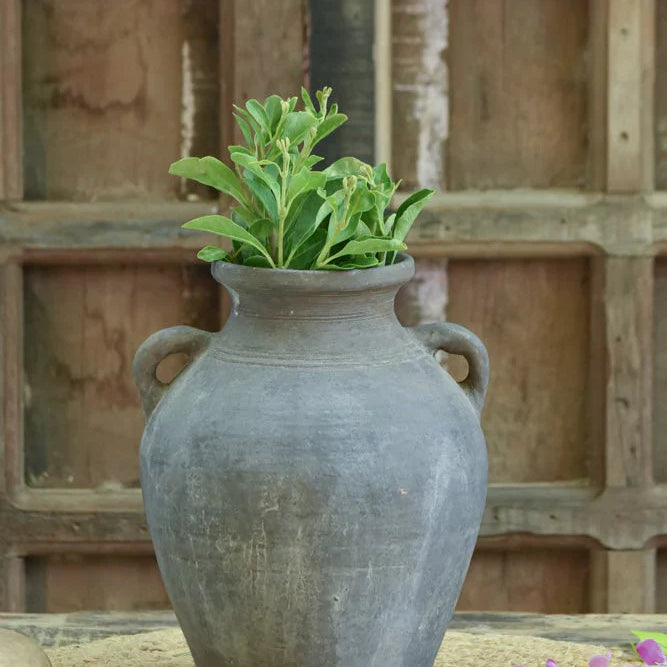 Why Terracotta Plant Pots Are Better for Many Indoor Plants