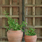 Ekaurr Dholak Set Planters in Tall and Short terracotta, drum-shaped handmade Indian pots for planters or decorative display, sold as a set of two