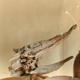 Ekaurr Driftwood Sculpture on Metal Stand – raw weathered driftwood with organic contours and earth-toned patina, gallery-worthy natural art piece