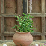 Ekaurr Ghat Aakar Planter handmade terracotta planter in traditional Indian ghat vessel form, earthy organic planting pot by rural Indian artisans