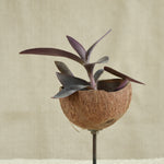 Ekaurr natural coconut shell holders on stands showing raw organic texture and handcrafted earthy character, sustainable rustic home décor
