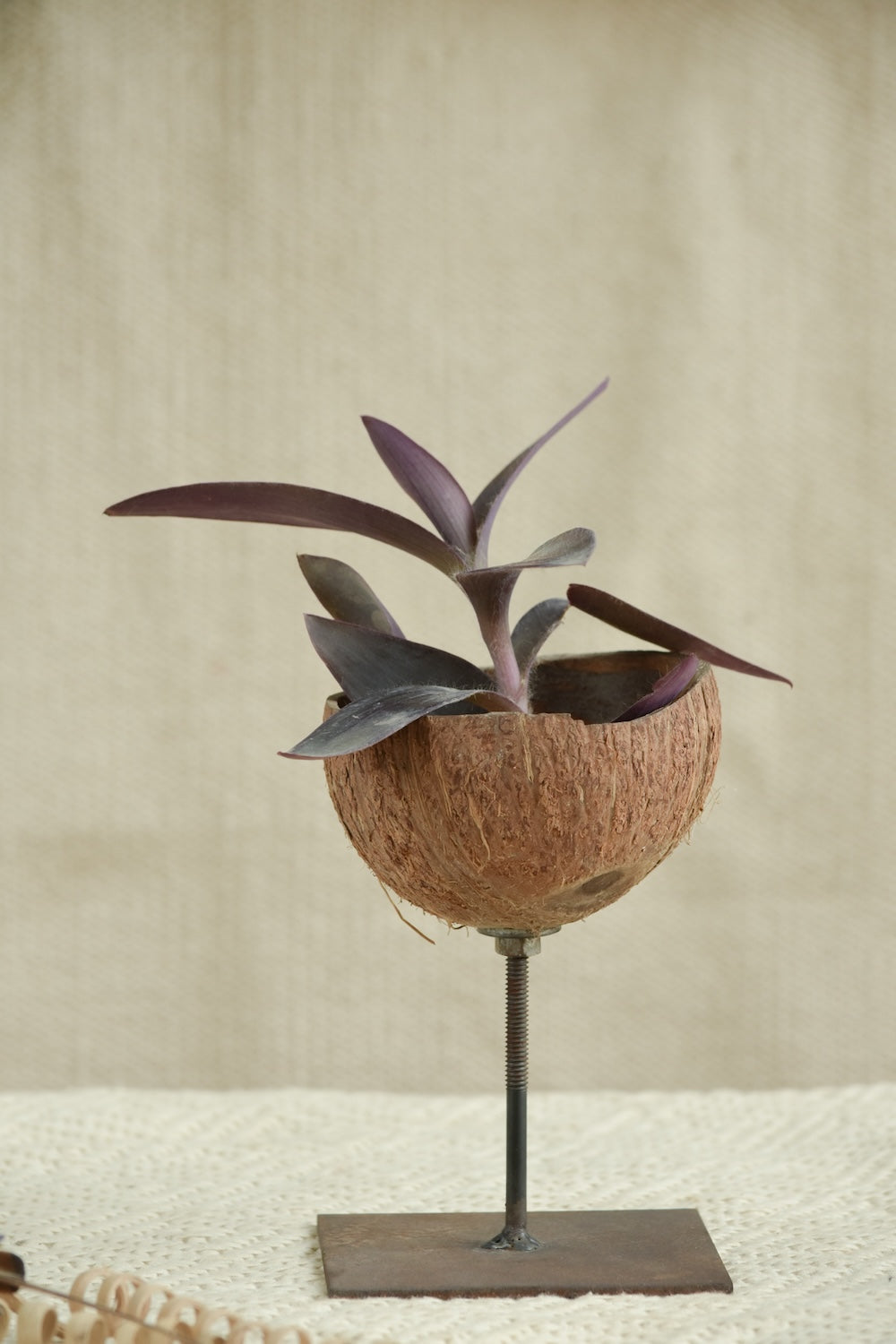 Ekaurr natural coconut shell holders on stands showing raw organic texture and handcrafted earthy character, sustainable rustic home décor