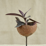 Ekaurr natural coconut shell holders on stands showing raw organic texture and handcrafted earthy character, sustainable rustic home décor
